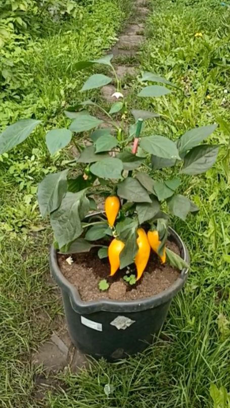 Перец сладкий Леся желтая выращивание в 20 литровом ведре 2025г
