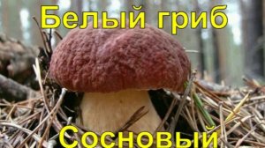 Белый гриб Сосновый