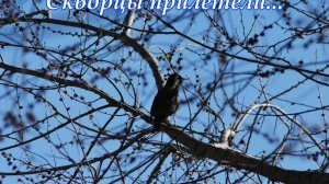 Скворцы прилетели...(Слова Сергея Колосова)