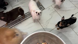 Все дружненько полакомились, все довольны.