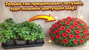 Петуния - Прищипка на пышный куст, чтобы цветение было шаром!