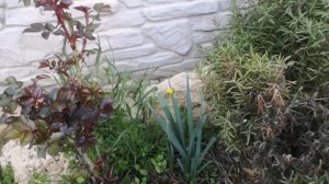 И снова про цветение