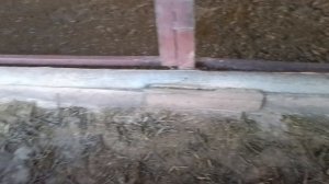 Как коровы подъедают сенаж