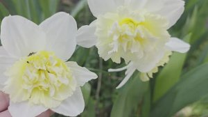 Розы Фокино-какие они?Весенняя суматоха в саду Что срочно?