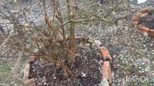 3-6 апреля. Посев капусты. Снег сошел)))))