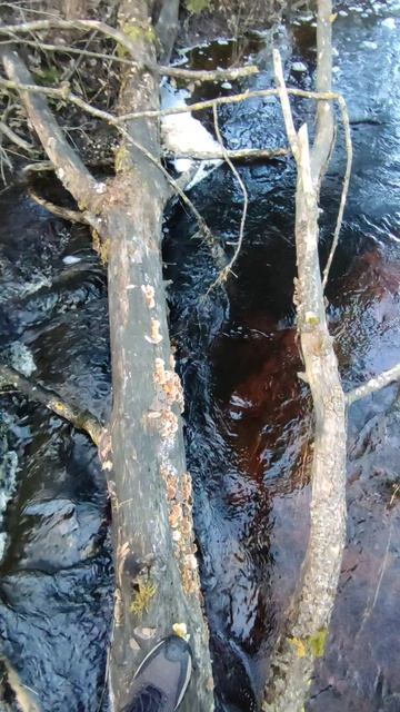 Весенний ручей пение птиц