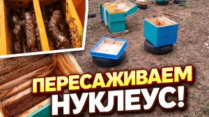 Пересаживаем нуклеус