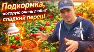 Подкормка рассады перца, о которой мало кто знает.