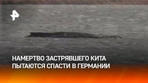 "Он действительно очень плох": безнадежно застрявшего на мели в ФРГ горбатого кита хотят спасти