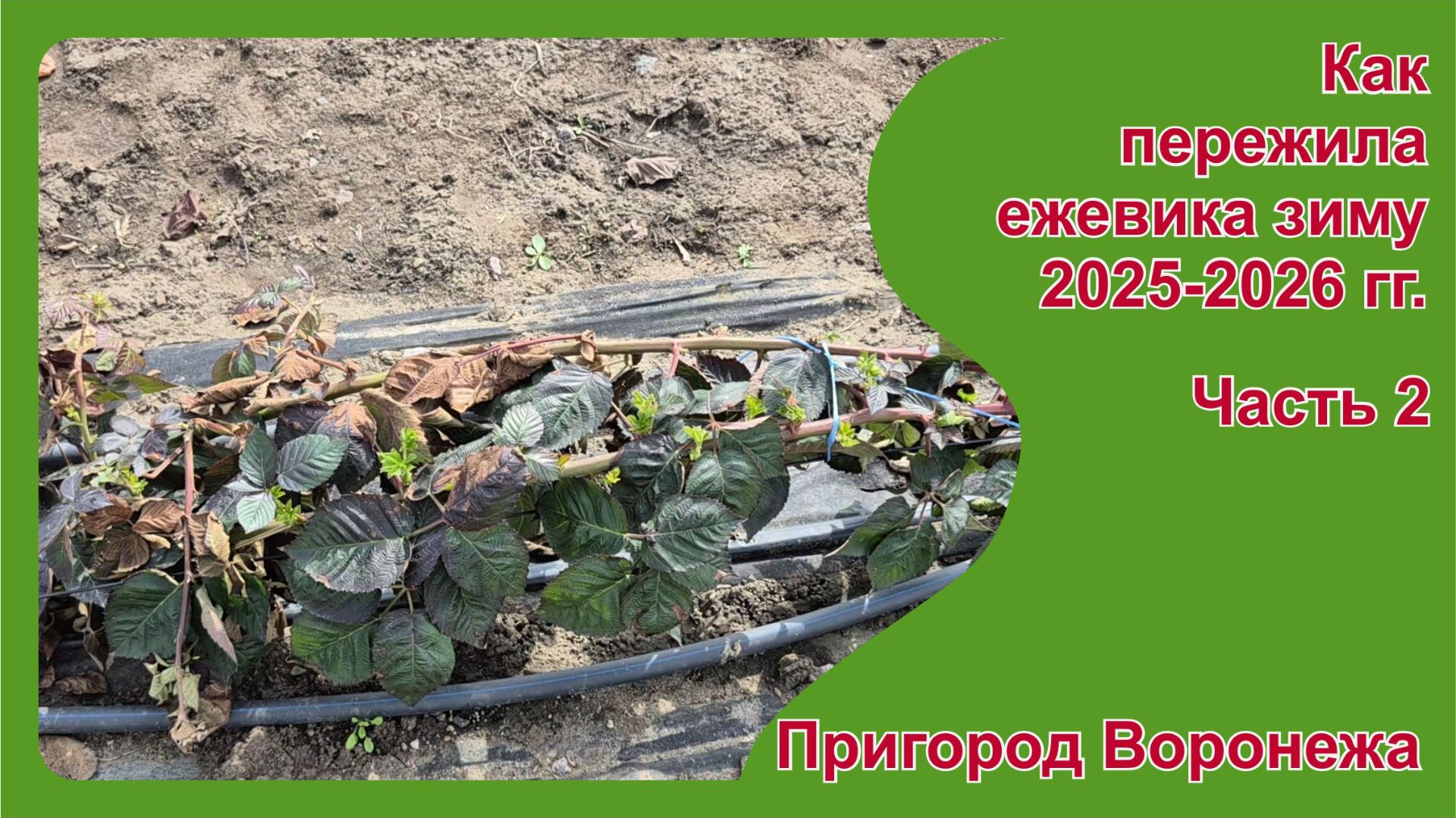 Как пережила ежевика зиму 25-26. в пригороде Воронежа. Часть 2