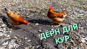 Моим курам-несушкам очень нравится то что я даю им все лето каждый день