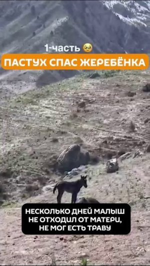 Жеребёнок несколько дней ждал, что мама оживет