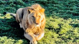 Львы из золотого прайда уже совсем выросли и стали ухаживать за львицами😘