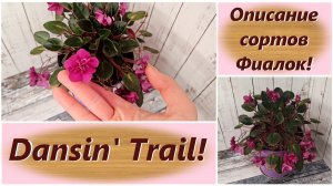 Описание сортов Фиалок! Dansin' Trail!