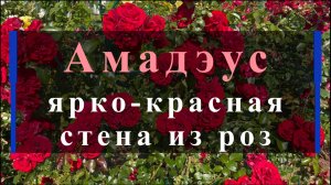 Амадэус - ярко-красная стена из роз