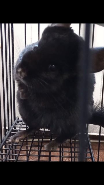 2 КЛИП ПРО АГАТУ