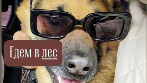 Прогулка по южному лесу с собаками