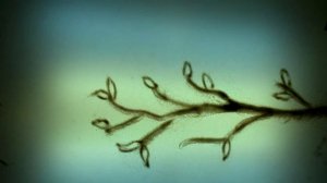 Олег W-n Автономов | Тихая Авиация - ХКЛ