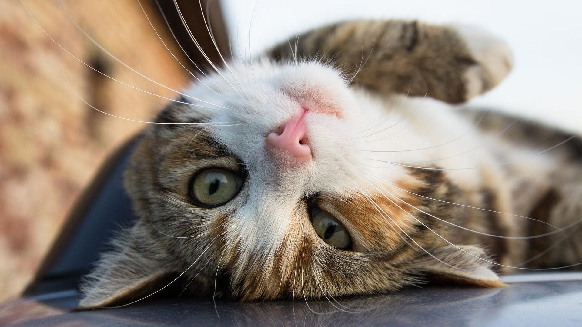 СМЕШНЫЕ КОТИКИ #1