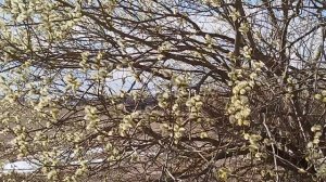 6 апреля пчёлы купаются в пыльце.