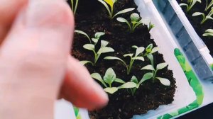 Субботний День/Готовимся к празднику