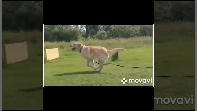 Дрессировка2