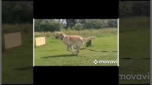 Дрессировка2