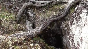 Как растут корни кедрового стланника ( Становой хребет )