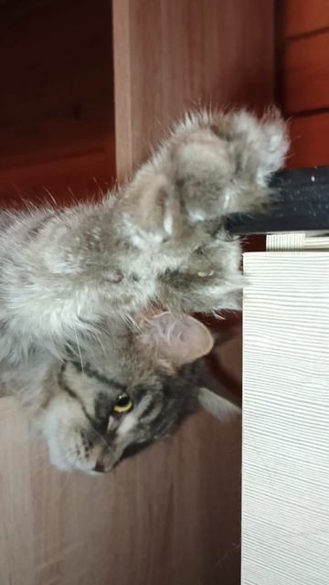 Красавчик❤️🔥Ангел шел Кун прайд ❤️🔥❤️🔥❤️🔥