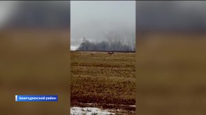 Жители Зианчуринского района Башкирии стали свидетелями танца серого журавля