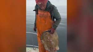 Сезон ловли камбалы в Сочи вышел на пик