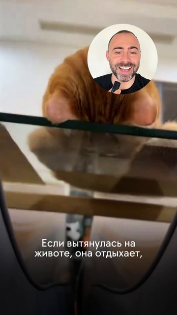 Почему кошка спит по 16 часов и меняет позы