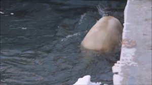 После завтрака Кай решил немного поплавать 02.04.2026