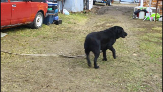 Жизнь кипит песика по имени Бэн.Рязанская область.28.03.2026.