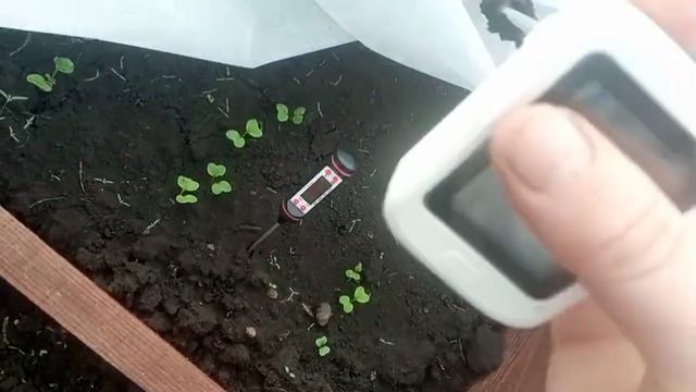 Измеряю температуру почвы.