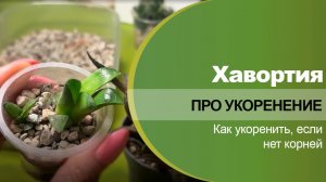 Хавортия. Как укоренять детку без корней или если корней мало.