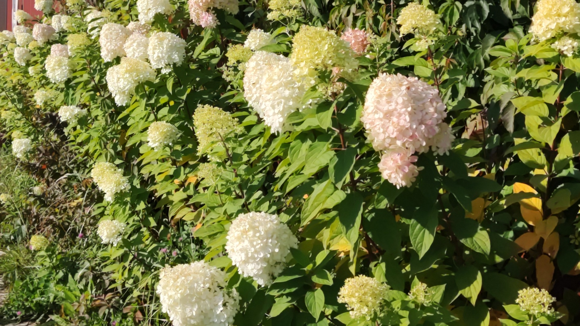 Как весной обрезать гортензии