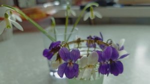 Город 1-5 апреля 2026. Сеянцы мартагонов и лилии канадской. Мои растения на участке брата.