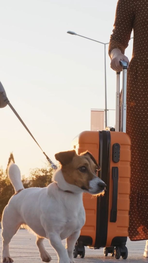 Как вывезти питомца за границу