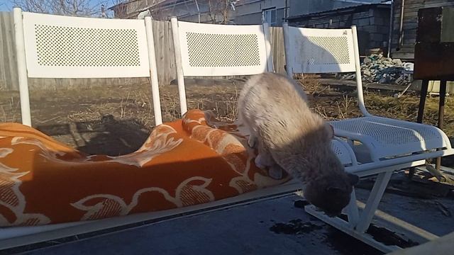 Коша и шашлык