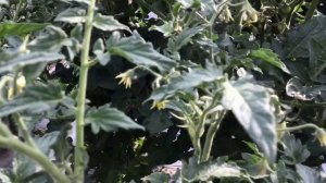 Какие Томатные Гномы подходят для выращивания в теплице? Отвечаю на вопрос. 6.04.2026.