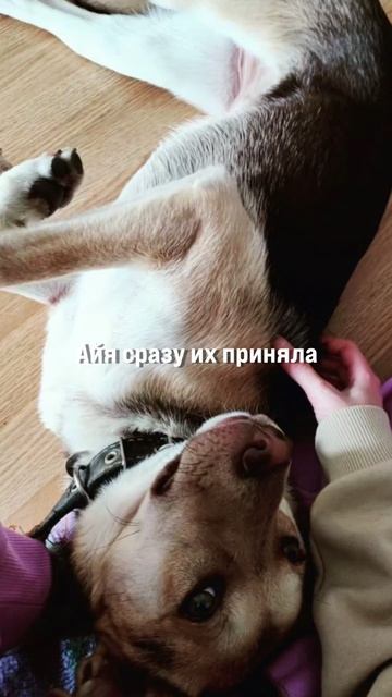 Айя уже дома