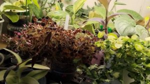 Сциндапсусы, эпипремнумы и филодендроны. Как растут у меня.