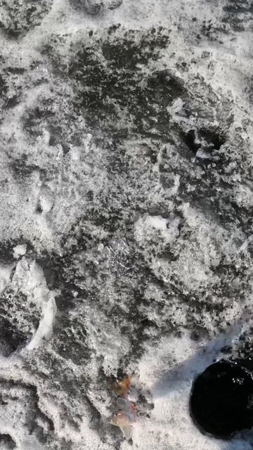 Чем тоньше леска, тем больше окунь! Закрытие сезона! Рыбалка на реке в 2026! Видос уже на канале!