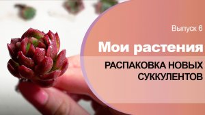 6. Распаковка новых суккулентов (Эхиверии, Пахифитумы, Крассулы, Хавортии)