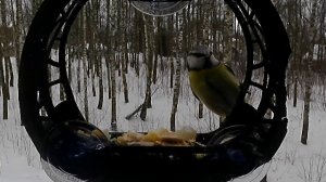 Птички выбирают где поесть