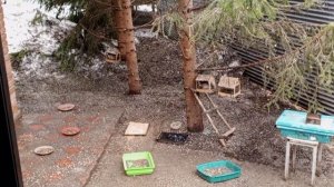 вкусненько зверятам