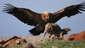 Птицы с самыми огромными крыльями!