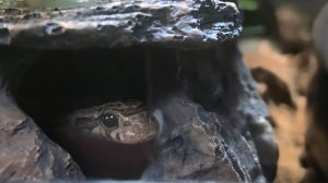 #3 А вы видели как пьют змеи?!