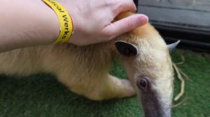 куала лумпур